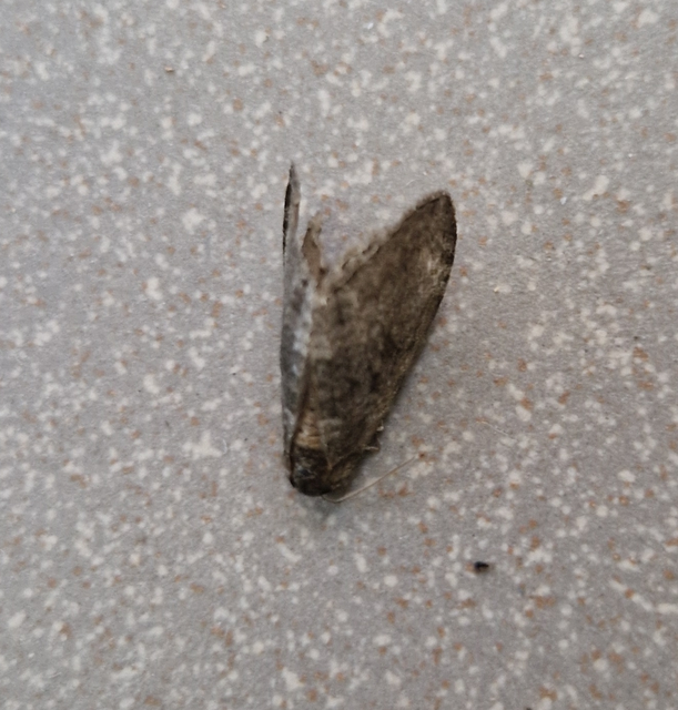 Epirrita christyi/dilutata