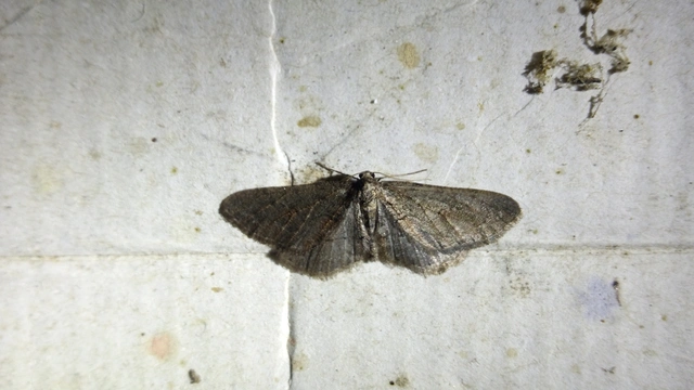 Agriopis bajaria - kökény-téliaraszoló