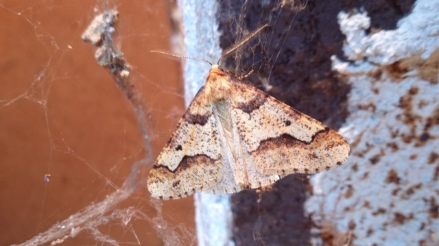 Erannis defoliaria - nagy téliaraszoló