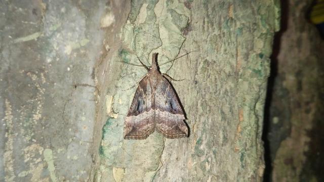 Hypena rostralis - közönséges karcsúbagoly