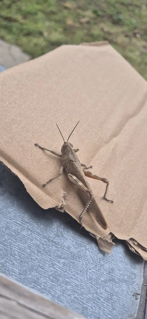 Anacridium aegyptium - egyiptomi sáska