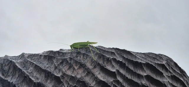 Phaneroptera falcata - zöld repülőszöcske Phaneroptera falcata - zöld repülőszöcske