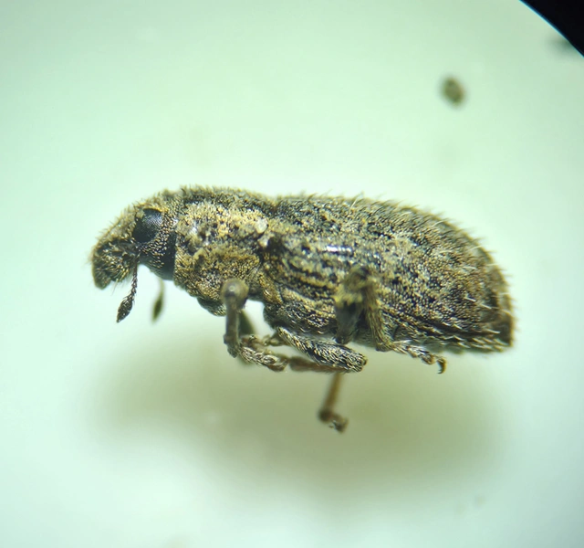 Sitona hispidulus - szőrös csipkézőbogár