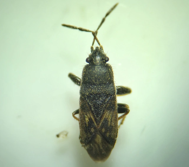 Megalonotus