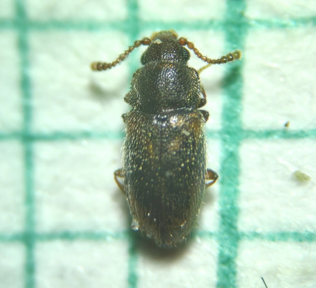 Cryptophagidae - penészbogárfélék