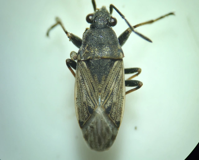 Peritrechus