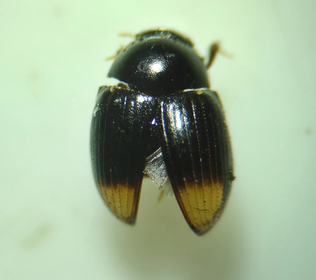Hydrophilidae - csiborfélék