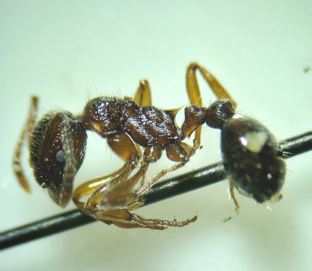 Myrmica ruginodis - erdei bütyköshangya