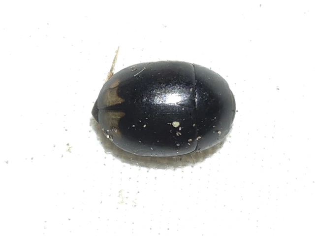 Sphaeridium lunatum - holdfoltos ganajcsibor