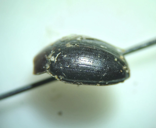 Scaphidema metallicum - fémzöld taplóbogár