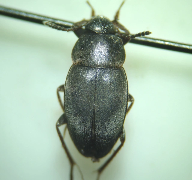 Leiodidae - pecebogárfélék Leiodidae - pecebogárfélék