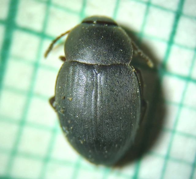 Leiodidae - pecebogárfélék Leiodidae - pecebogárfélék