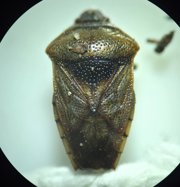 Acanthosomatidae - dajkapoloskák Acanthosomatidae - dajkapoloskák