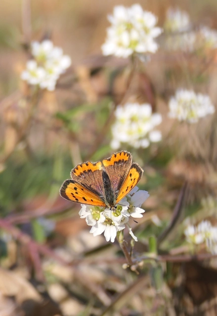 Lycaena phlaeas - közönséges tűzlepke