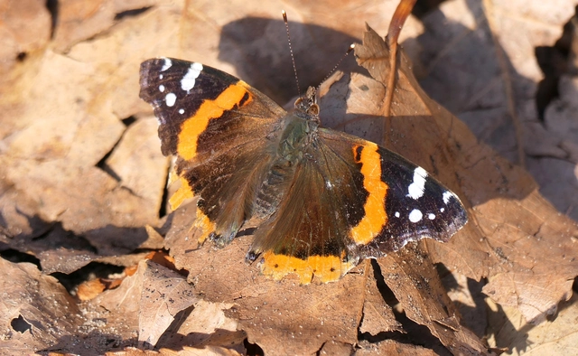 Vanessa atalanta - atalantalepke