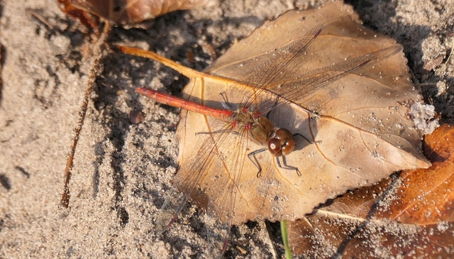 Sympetrum striolatum - harántsávos katona-szitakötő