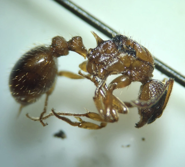 Myrmica ruginodis - erdei bütyköshangya