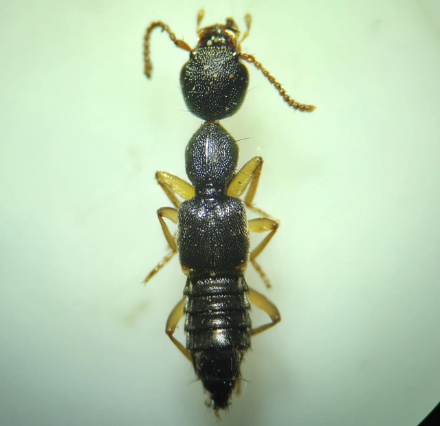 Rugilus subtilis - kecses cérnanyakúholyva
