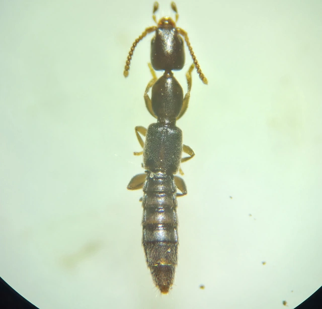Scopaeus
