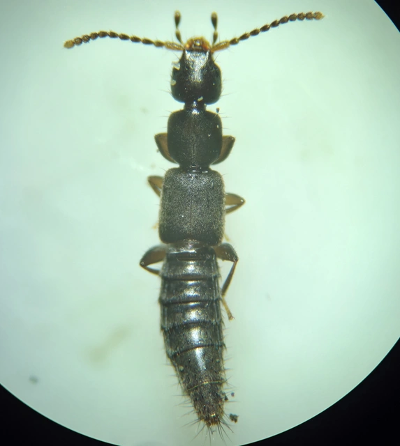 Pseudomedon obsoletus - egyszínű rétiholyva