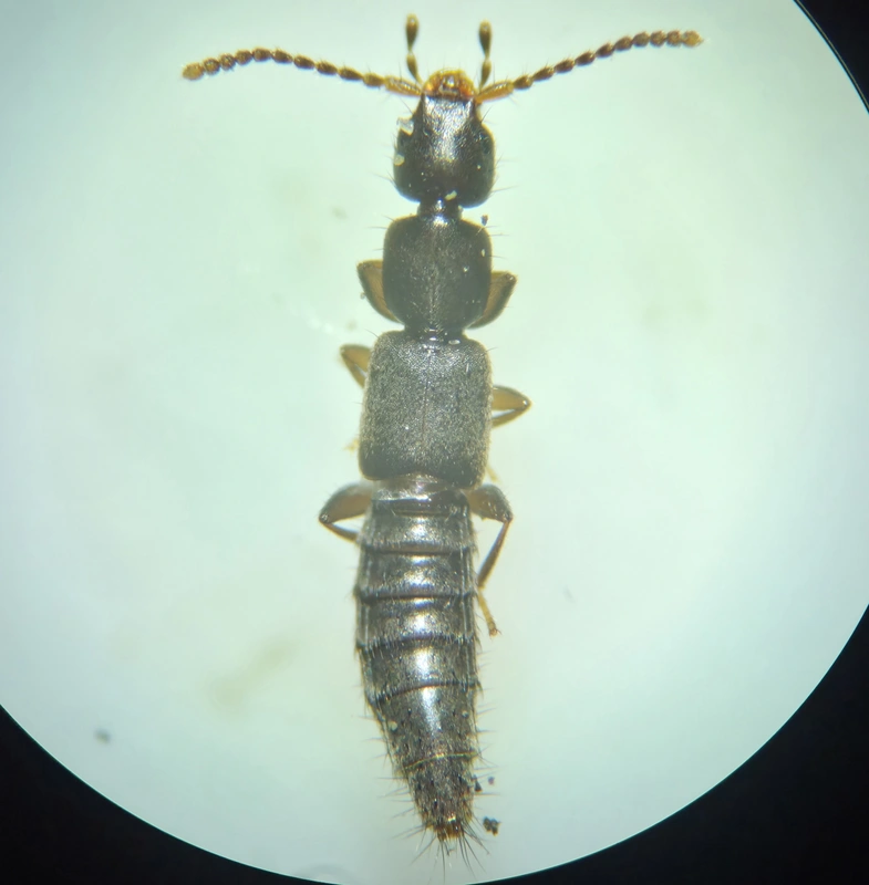 Pseudomedon obsoletus - egyszínű rétiholyva