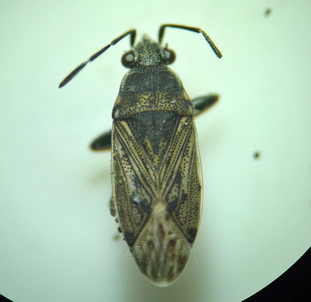 Peritrechus