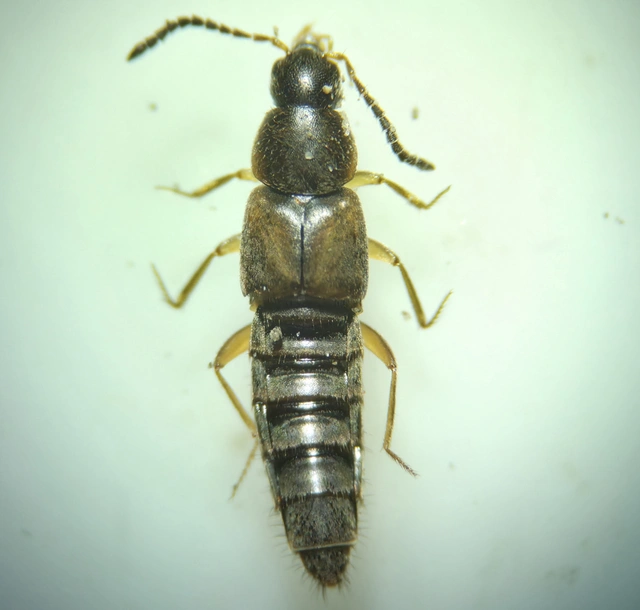 Oxypoda acuminata - közönséges pudvaholyva