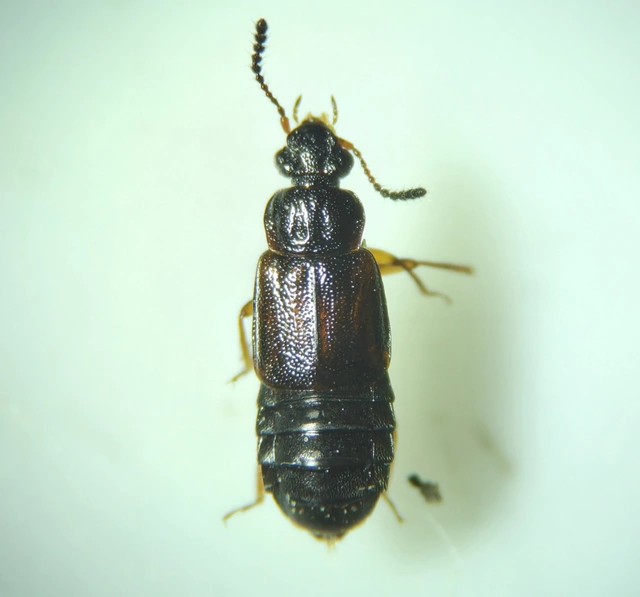 Omalium rivulare - gödörkés barázdásholyva Omalium rivulare - gödörkés barázdásholyva