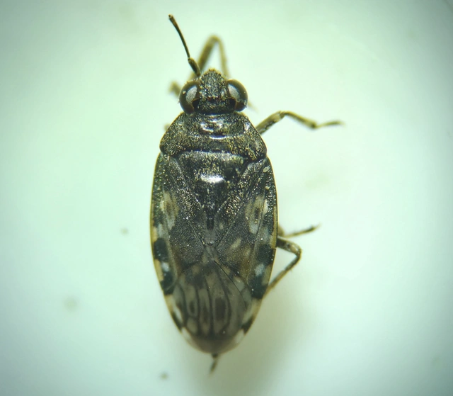 Saldidae - partipoloskák