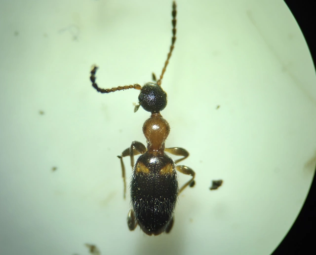 Anthelephila pedestris - hangyaszerű fürgebogár