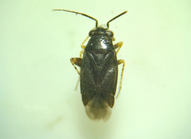 Chlamydatus