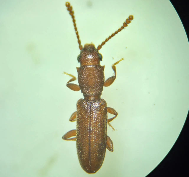 Silvanus unidentatus - rozsdás fogasnyakú-lapbogár