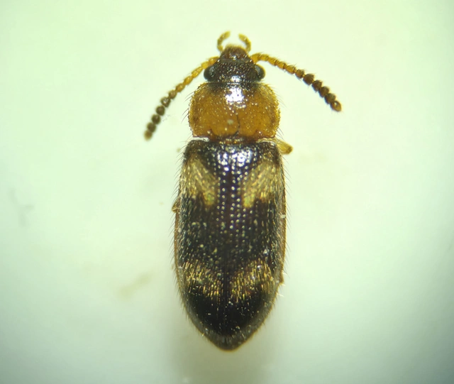 Mycetophagus fulvicollis - sárganyakú gombabogár