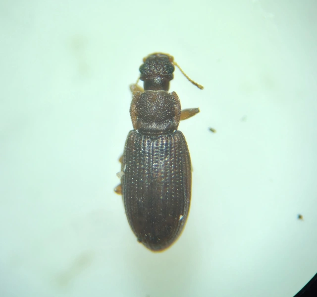 Latridiidae - pudvabogárfélék Latridiidae - pudvabogárfélék