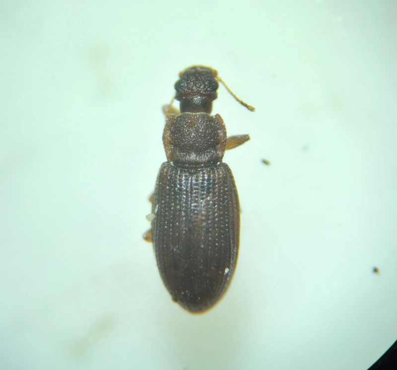 Latridiidae - pudvabogárfélék