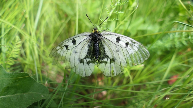 Parnassius mnemosyne - kis apollólepke
