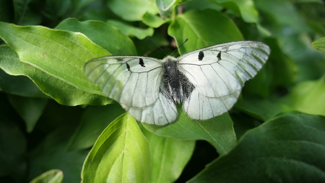 Parnassius mnemosyne - kis apollólepke