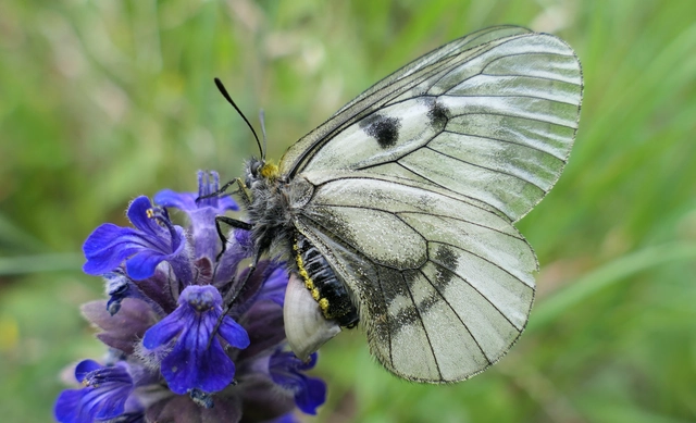 Parnassius mnemosyne - kis apollólepke