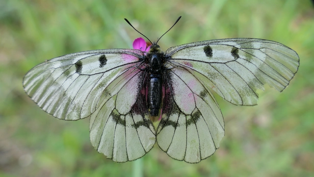 Parnassius mnemosyne - kis apollólepke