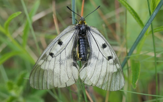 Parnassius mnemosyne - kis apollólepke