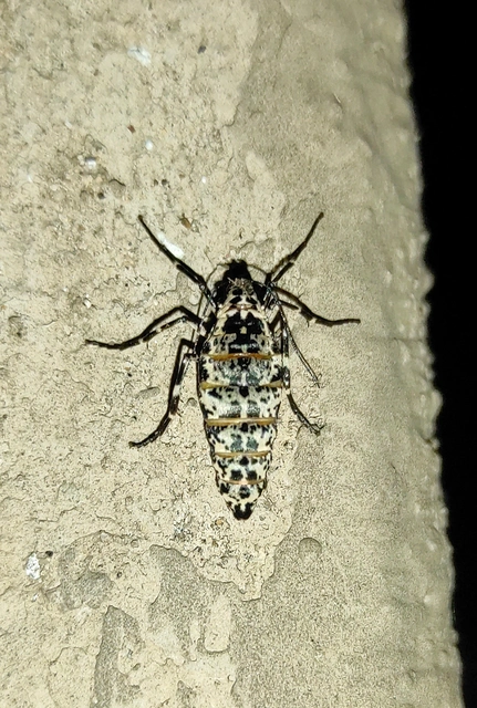 Erannis defoliaria - nagy téliaraszoló