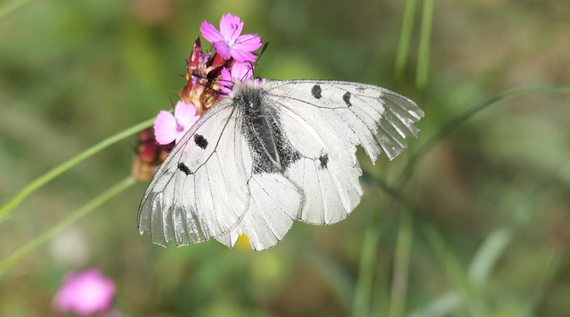 Parnassius mnemosyne - kis apollólepke