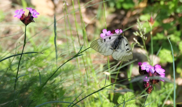 Parnassius mnemosyne - kis apollólepke