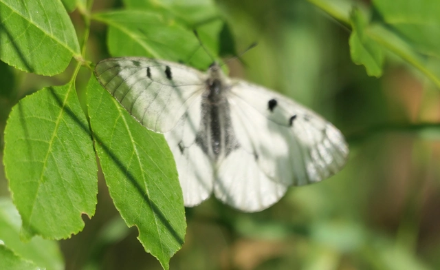 Parnassius mnemosyne - kis apollólepke