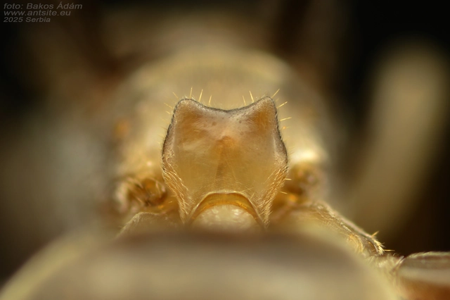 Lasius distinguendus - déli borostyánhangya