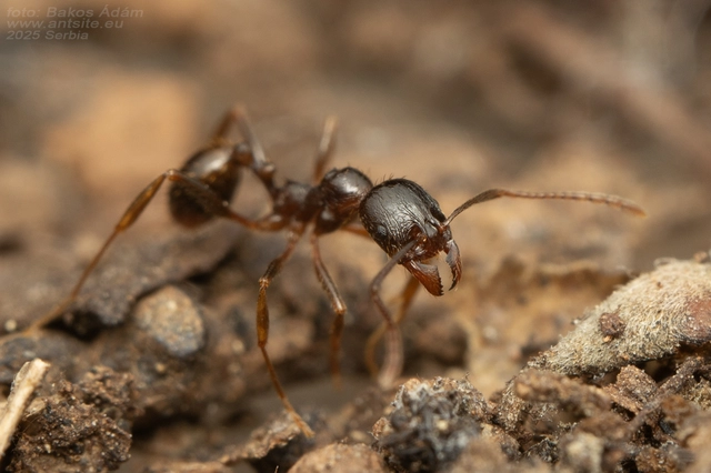 Aphaenogaster