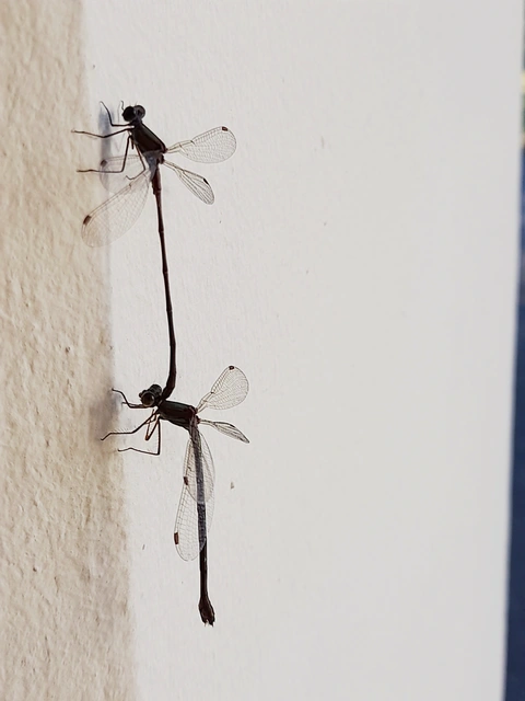 Chalcolestes parvidens - keleti zöld-rablószitakötő