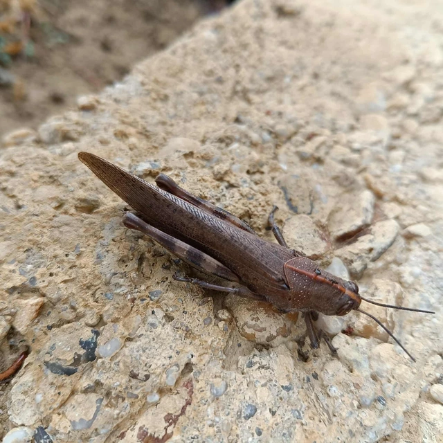 Anacridium aegyptium - egyiptomi sáska