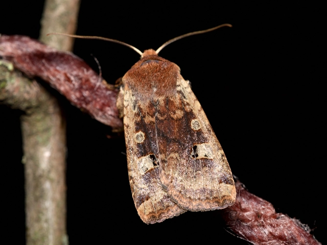 Conistra erythrocephala - vörösfejű őszibagoly