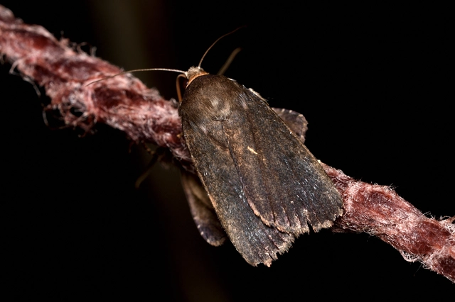 Amphipyra livida - zsírfényű bagoly